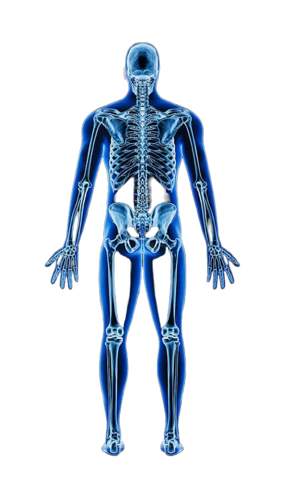 magnetröntgen skelett