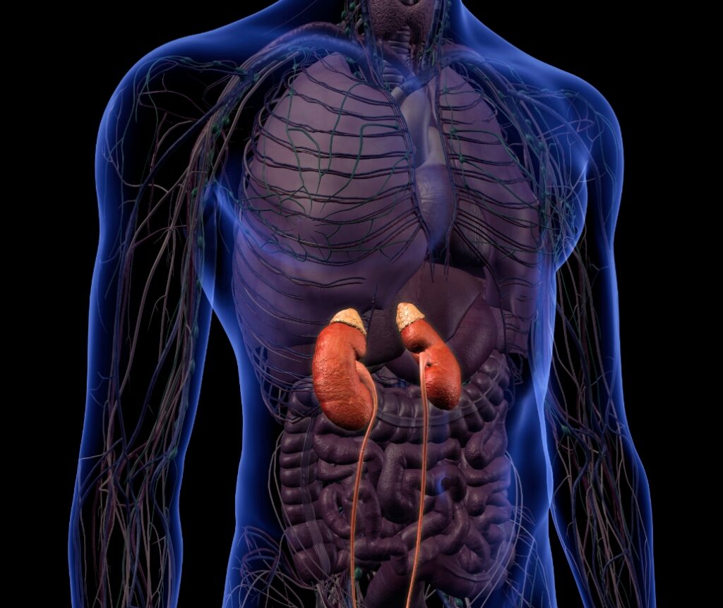 röntgen bild på njurarna i kroppen