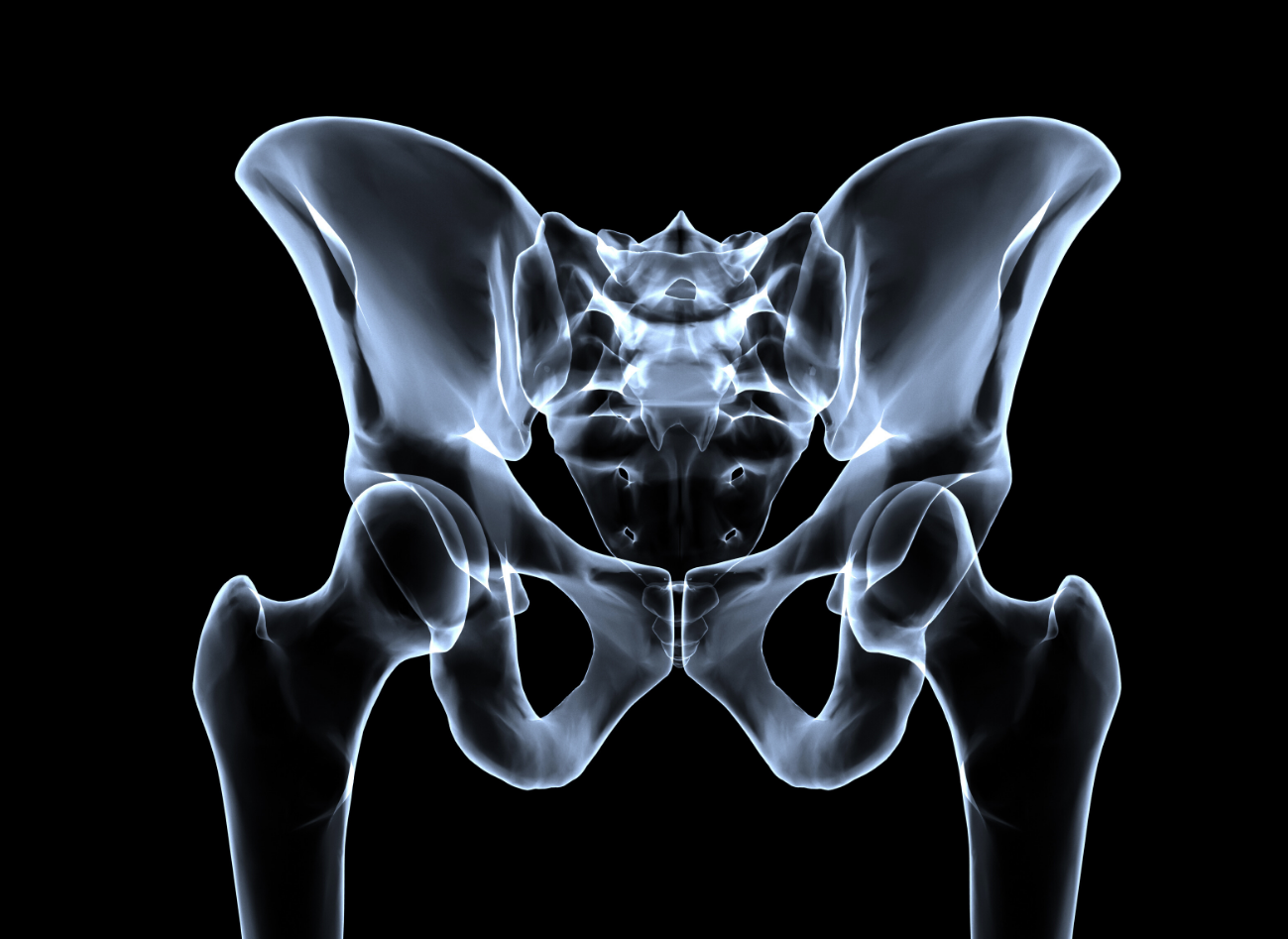 pelvis