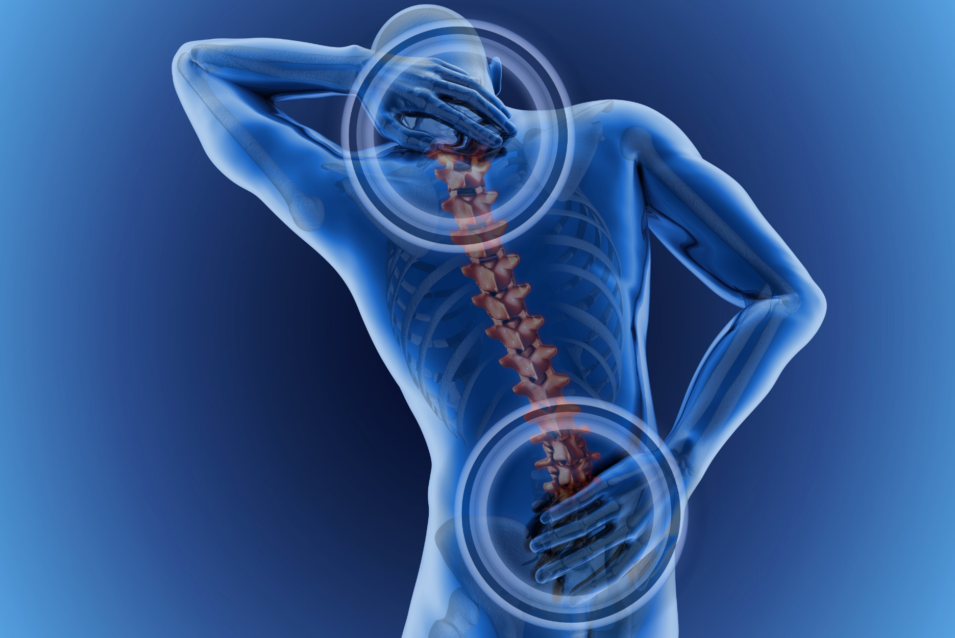 bild på ryggraden inut i kroppen