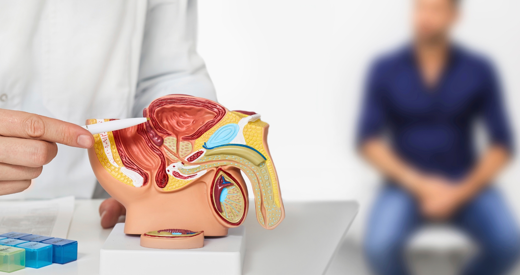 läkare som förklarar prostata för patient