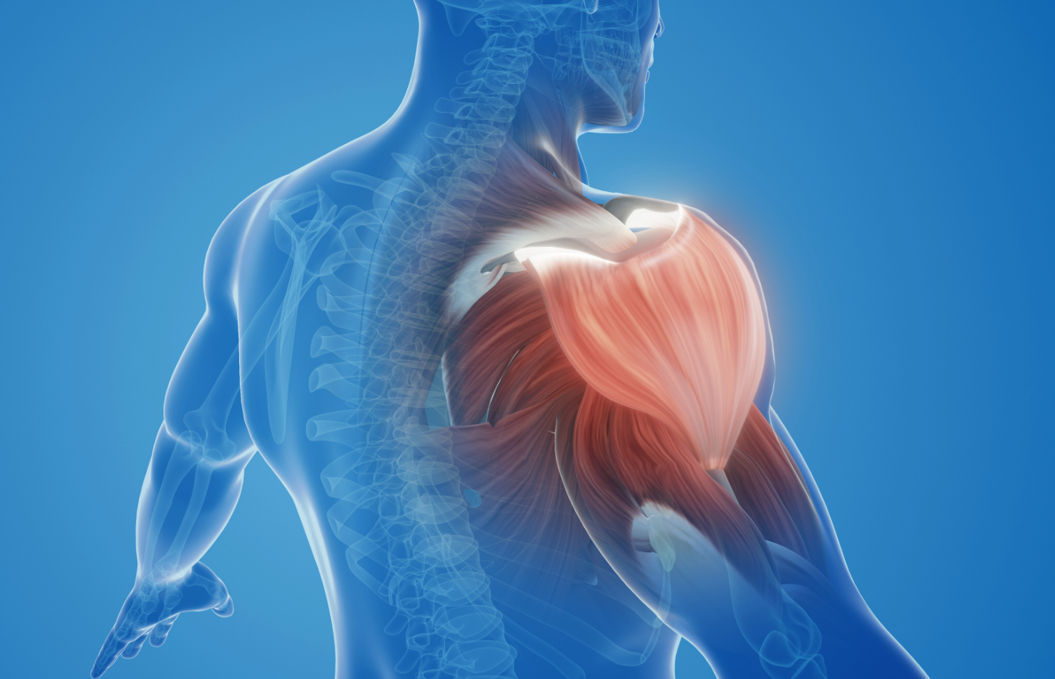 shoulder scan